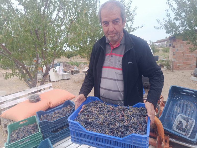 Aronya Fidanıyla Üretime Başladı