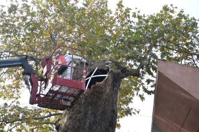 Bursa'da Asırlık Çınara Koruma