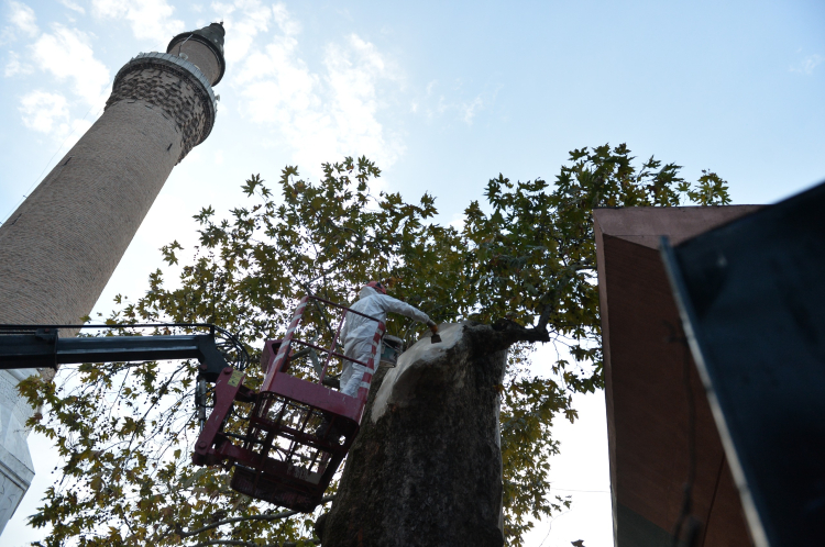 Bursa'da Asırlık Çınara Koruma