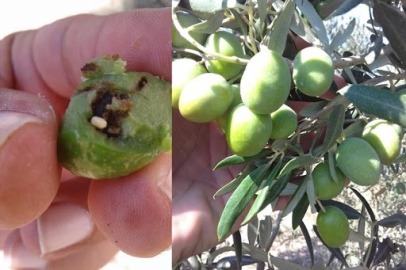 Bursaspor: Zeytin Üreticilerine Takoz Uyarısı (Mudanya)