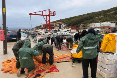 Mecidiye Limanı'nda Kara Kefal Bolluğu Sürüyor