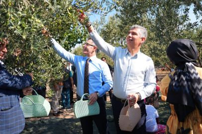 Manisa Soma Zeytin Hasadı Şenliği