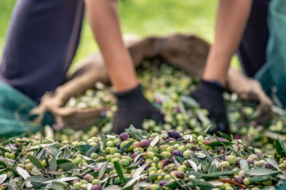 Türkiye’nin sofralık zeytin ihracatı rekor kırdı