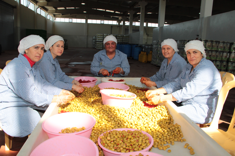 Türkiye’nin sofralık zeytin ihracatı rekor kırdı