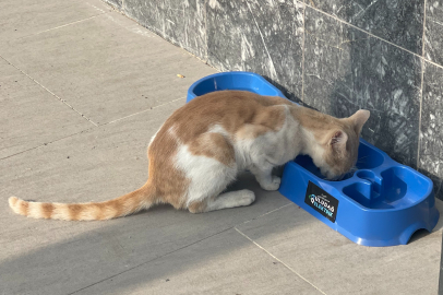 Uludağ Elektrik’in Sokak Hayvanlarına Desteği