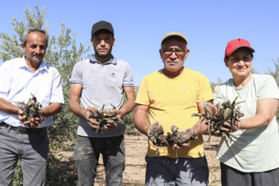 Enginar Yumrusu Dağıtımı Projesi