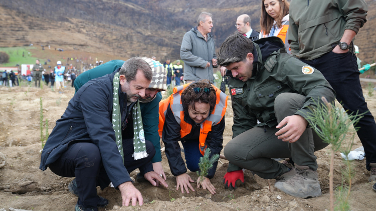 Bursa Gürsu'da Yangın Bölgesi Yeniden Canlanıyor