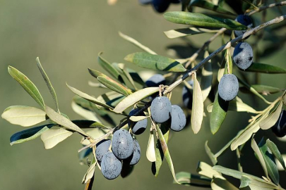 Bursada Zeytin Üreticisinin En Büyük Sorunu