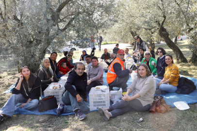 Mudanya’da Zeytin Toplama Anı