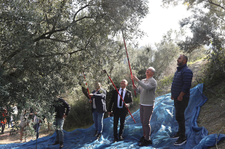 Mudanya’da Zeytin Toplama Anı