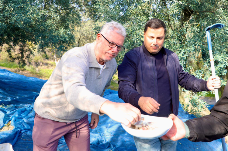 Mudanya’da Zeytin Toplama Anı