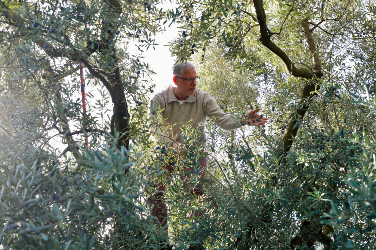 Mudanya’da Zeytin Toplama Anı