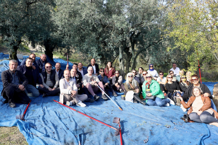 Mudanya’da Zeytin Toplama Anı