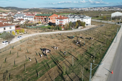 İnegöl’de Koruluk ve Park Düzenlemesi