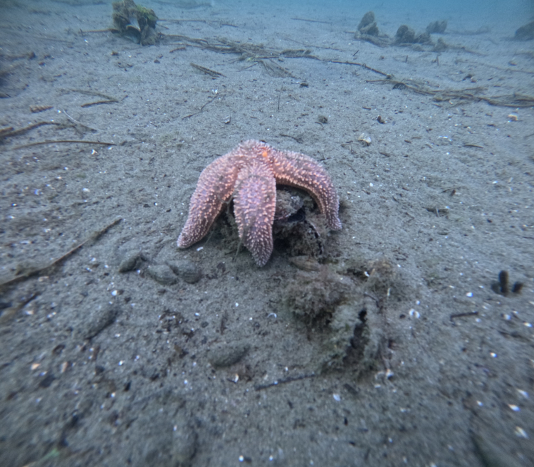 Marmara'nın Ekolojik Yapısı İnceleniyor: Bursa Büyükşehir 30 Dalış Noktasını İnceliyor