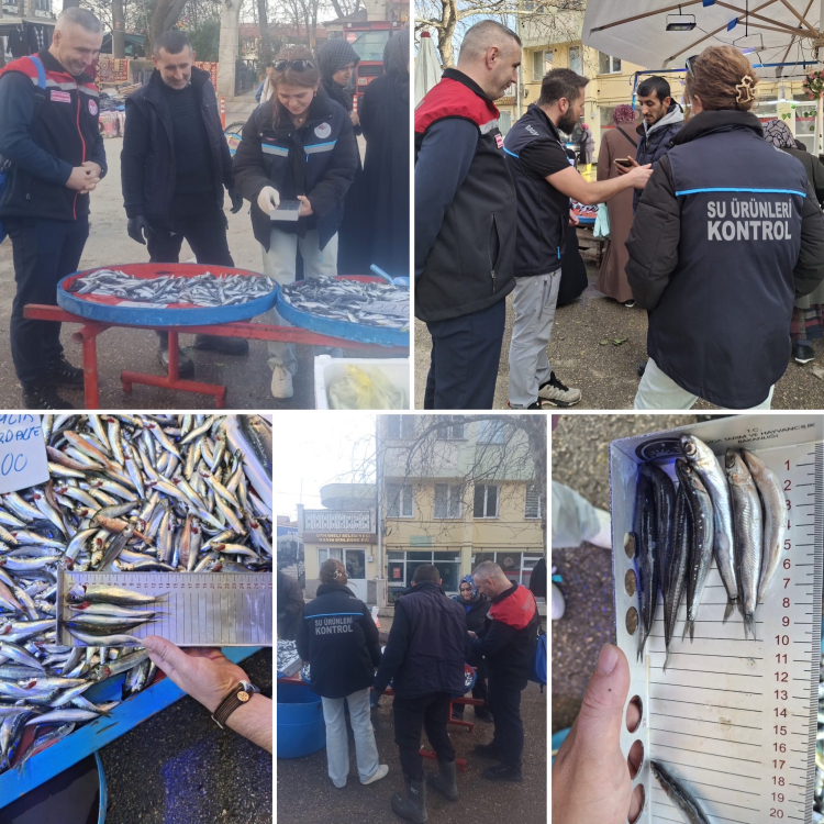 Bursa Orhaneli'nde Yasal Boy Altı İstavritlere El Konuldu