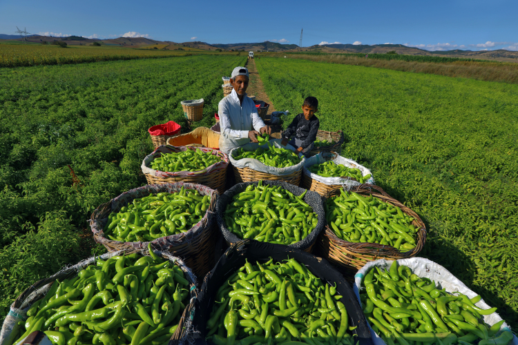 İklime Dayalı ve Dijital Tarım Dönüşümü