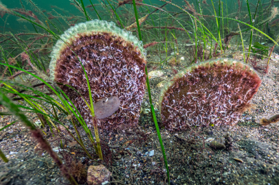 Çevre, deniz yaşamı ve oksijen üretimi