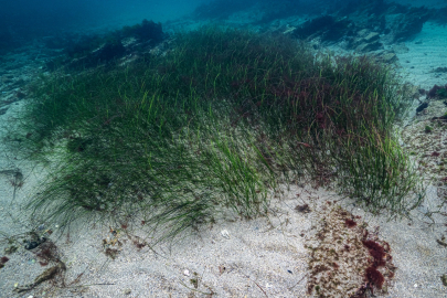 Deniz Çayırları İçin Acil Önlem Çağrısı