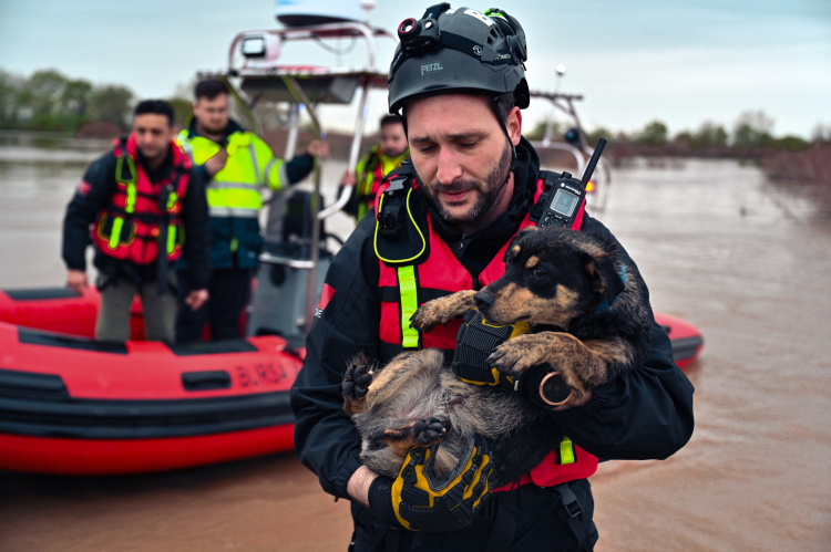 Gölgelik Hasarlı Ev ve Bahçedeki Hayvanlar