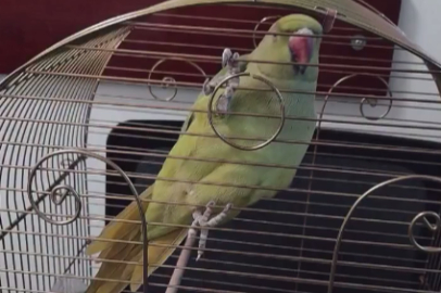 Bursa’da Kaçak Hayvan Ticareti Denetimi