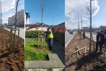 700 Yıllık Mirasa, Geleceğe Kök Salıyoruz