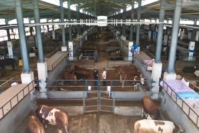 İnegöl Hayvan Pazarı Kotra İhalesi ve Ön Analiz