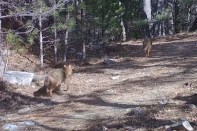 Ormanda Altın Çakallar Fotoğraflandı