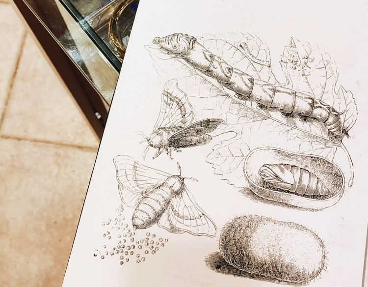 Bursa’da ipekçilik yeniden canlanıyor